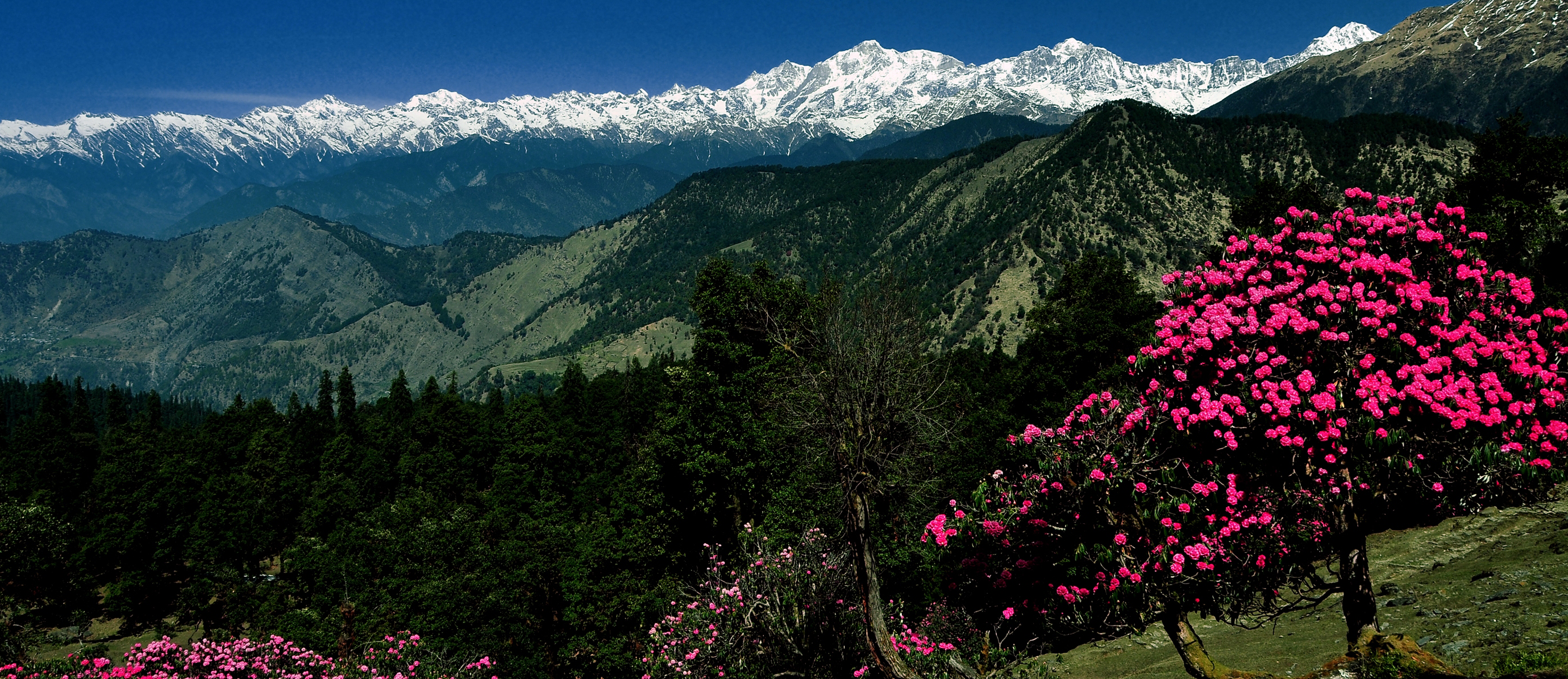 chopta tour package