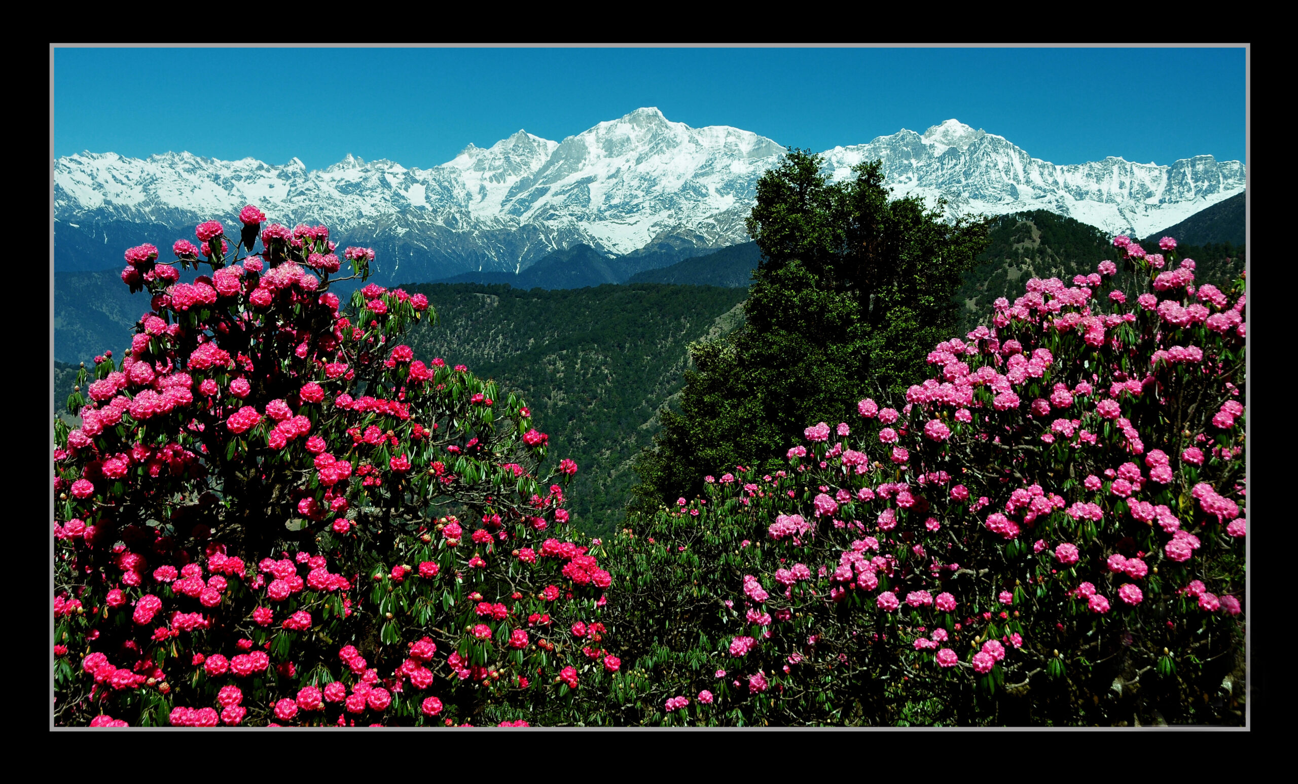 Chopta Uttarakahnd